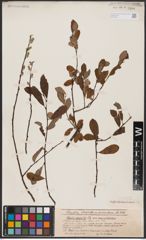 Foto von Salix aurita L.